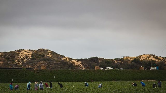 Workers in a farm field along California State Route 1 in Nipomo, California, in San Luis Obispo County.